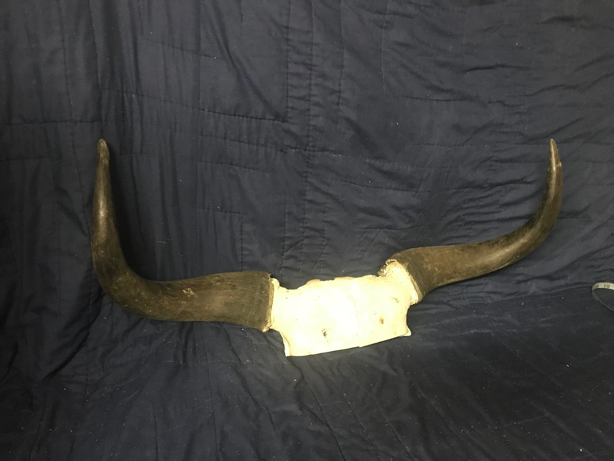 Yak horns The Dire Lands Wiki