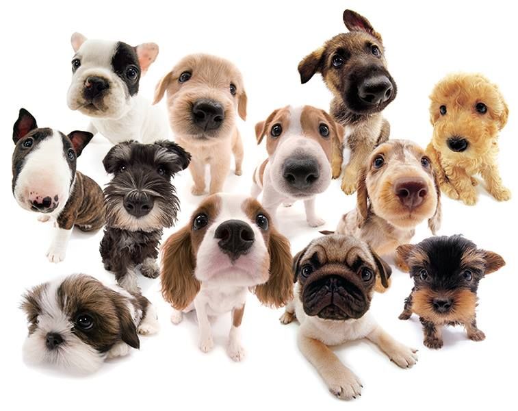 【希少】THE DOG Artist Collection コレクターキット 希少】THE DOG Artist Collection コレクターキット The