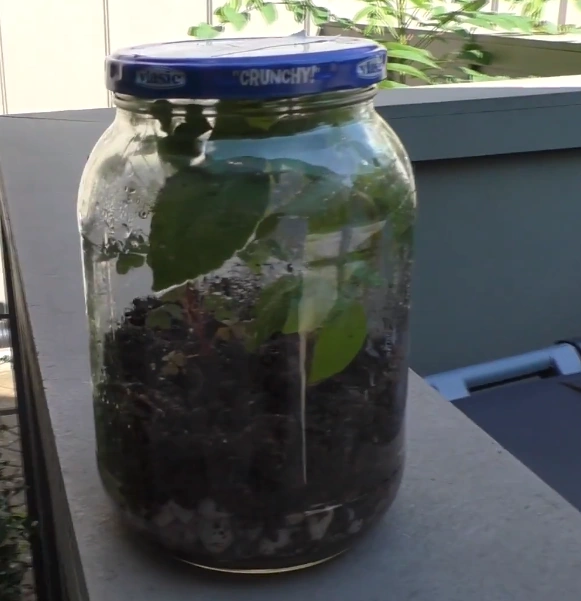 Ecosphere Terrarium (Dustin Pak) The Ecosphere Wiki Fandom