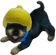 Bob