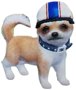 Chico