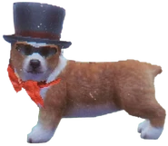 Bo
