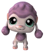 1627 Purple Poodle