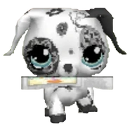 1613 Dalmatian