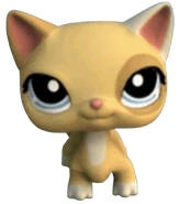 1521 Cat