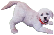 Buddy