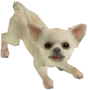 Maxwell