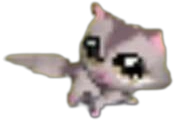1622 Raccoon