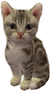 Cleo
