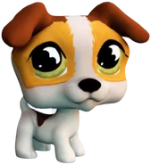 804 Hungriest Jack Russell