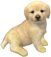 Rufus