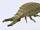 Antlion