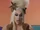 Alaska (Drag Queen)