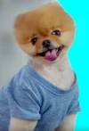 Jiffpom