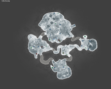 Echo Swamp map image