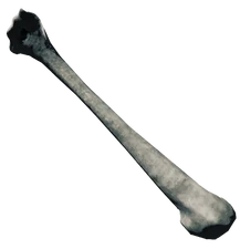 Изображение кости