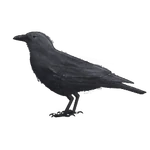 NatureGuideCrow
