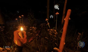 Эхинацея ночью