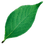 IconLeaf