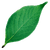 IconLeaf