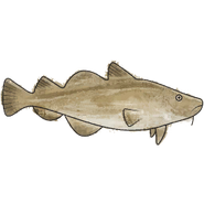 NatureGuideCod