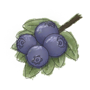 NatureGuideBlueberry