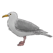 NatureGuideGlaceousgull