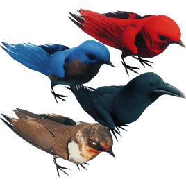 Birds