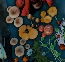 Грибы, как они появляются в инвентаре