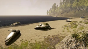 Мёртвые акулы вдоль пляжа