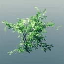 Куст снежноягодника