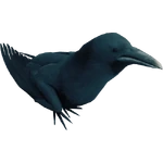 Crow