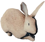 Rabbit