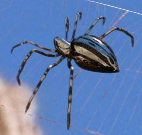 Wildlife Photography - Fierce Spider