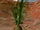 Rainshadow plant