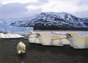 Gannetwhale and snowstalker