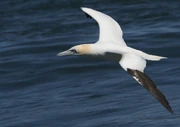 Gannet