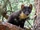 Pine marten