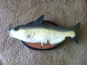 Gemmy Talking Cool Catfish Bad to the Bone Singing dit des phrases