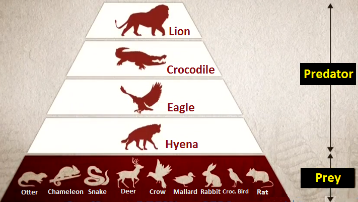 Food Chain | The Genius Wikia | Fandom Food Chain | The Genius Wikia | Fandom