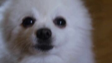 Gabe pomeranian clearance