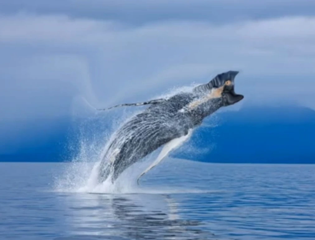 Fish Whale | The giants Trevor Henderson creations Wiki | Fandom