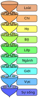 144px-Phân loại sinh học.svg.png