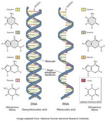 What-are-the-three-types-of-rna 2