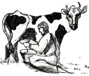 Cow