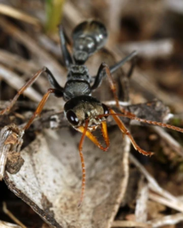 wallpapers Jack Jumper Ant Sting jack jumper ant the great animal wiki