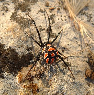 Spider bite - Wikipedia