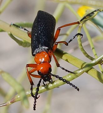 Master Blister Beetle | The Great Animal Wiki | Fandom