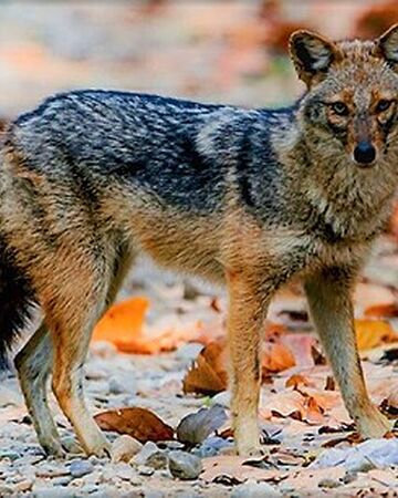 golden jackal the great animal wiki