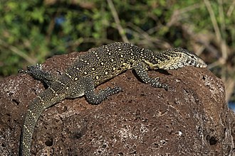 Nile Monitor | The Great Animal Wiki | Fandom